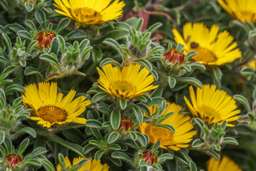 Pallenis maritima, Canary Island Daisy, is a herbaceous perennial in the family Asteraceae. 