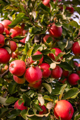 Obraz premium Close-Up of Fresh Ripe Red Apples on Tree Branch in Orchard - Vibrant Autumn Harvest in Sunlit Garden with Green Leaves
