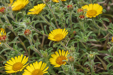 Pallenis maritima, Canary Island Daisy, is a herbaceous perennial in the family Asteraceae. 
