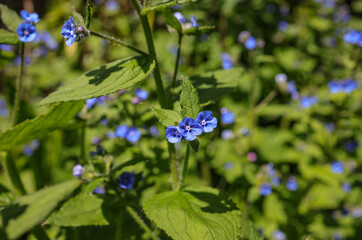 Pentaglottis is a monotypic genus of flowering plants in the family Boraginaceae. commonly known as green alkanet or evergreen bugloss.