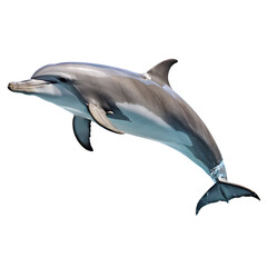 Dolphin isolated on transparent background
