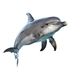 Fototapeta premium Dolphin isolated on transparent background