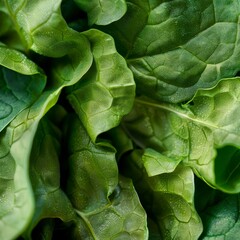 Fototapeta premium Macro Photography of Spinach Texture