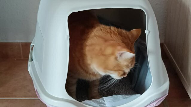chat faisant ses besoins dans sa liti&egrave;re