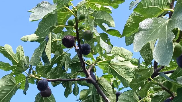 figuier et figues en gros plan, sous un ciel bleu
