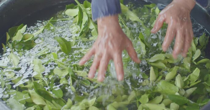 Cleaning kaffir lime leaves before sending them to the market.The process of cutting kaffir lime leaves to sort out bad leaves.Kaffir lime leaves being Cut by a seller.