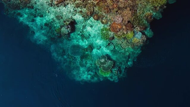 Top down view of the healthy coral reef in Raja Ampat, Indonesia
