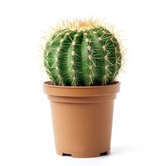Cactus isolated on white background. Globose cactus in a plastic pot. Home plant.