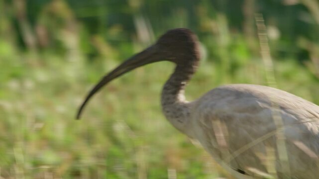 Extreme Close up, An Australian White Ibis with dirty feathers, walking and pecking through the long grass looking for food, Townsville, Queensland, Australia.