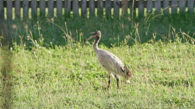An Australian White Ibis bird looking around nervously in a backyard on the green long grass, Townsville, Queensland.