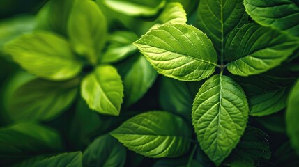 Extreme close up of vibrant green leaves with shallow depth of field and space for text