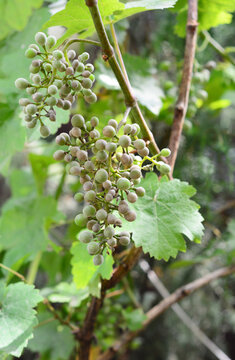 Grape diseases. Powdery mildew, Oidium disease struck grape bunches.