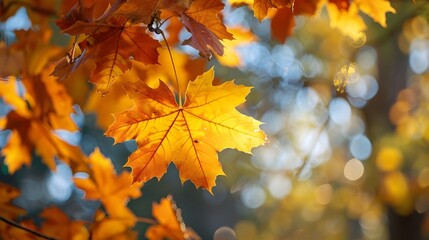 Fototapeta premium Vibrant Maple Leaves in Autumn Scenery with Soft Lighting and Blurred Copyspace