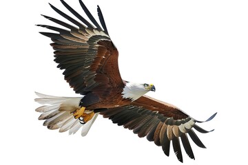 Obraz premium Majestic Eagle Soaring High in the Sky