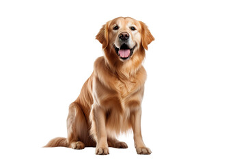 Obraz premium Golden retriever dog sitting, friendly pet portrait with tongue out, realistic canine image for vet and adoption ads isolated on Transparent Background