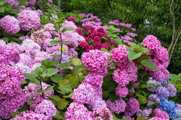Obraz premium Rosa Hortensien