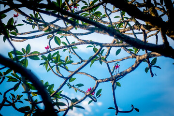 Frangipani flowers and tree stands from beautiful sky.