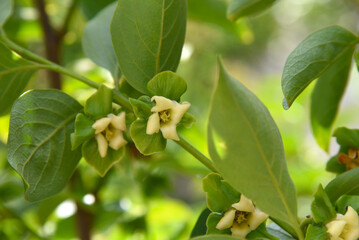 Persimmon flowers, closeup on the background of fresh green spring leaves. Blooming branch of Diospyros kaki. Waxy pale creamy yellow blossoms on the fruit tree in sunny organic garden in Greece.