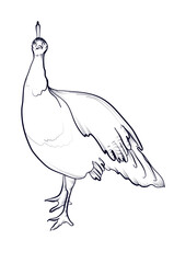 peacock hand drawing vector illustration