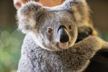 Currumbin, June 29, 2024. Close up view of a Koala face and eyes seen with zoomkeeper © hyserb