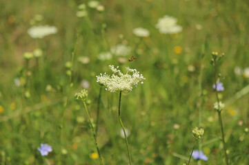 Wild carrot in the meadow, Queen anne's lace, (Daucus carota)