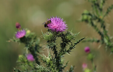 Spiny plumeless thistle (Carduus acanthoides)