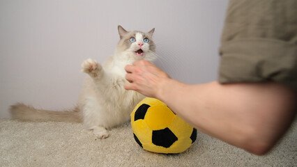 Cat with a yellow  ball.