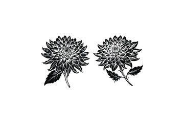 Vector of Chinese Traditional Pattern--Chrysanthemum,