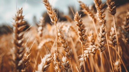 Fototapeta premium Rustic countryside field with wheat spikelets harvest in a close up summer view Agriculture and rural landscape concept