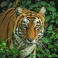 Obraz premium Bengal Tiger in the wild
