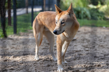 Close up view of a Dingo wild dog native to Australia seen in it's captive habitat