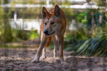 Close up view of a Dingo wild dog native to Australia seen in it's captive habitat