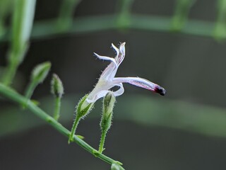 Sambiloto flower (Andrographis paniculata) with blur background