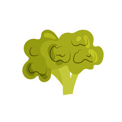 Broccoli in flat style on white background. Healthy food. Ripe salad ingredient. Illustration of useful vegetable.