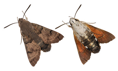 Hummingbird Hawk Moth (Macroglossum stellatarum) isolated on transparent background - Powered by Adobe