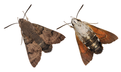 Hummingbird Hawk Moth (Macroglossum stellatarum) isolated on transparent background