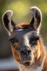 Close up side view of a Guanaco in captive habitat