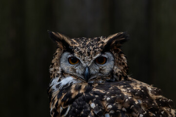 owl portrait