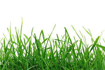 Fototapeta premium Green grass close-up on white background, representing nature and freshness.