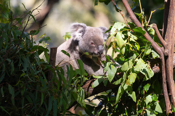 Close up view of a Koala marsupial native to Australia seen in it's natural habitat