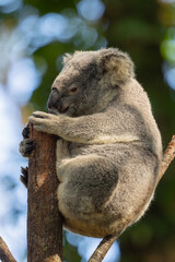 Close up view of a Koala marsupial native to Australia seen in it's natural habitat