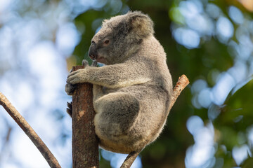 Close up view of a Koala marsupial native to Australia seen in it's natural habitat