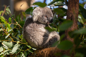 Close up view of a Koala marsupial native to Australia seen in it's natural habitat