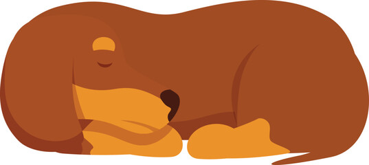 Cute brown dachshund dog sleeping peacefully on the ground