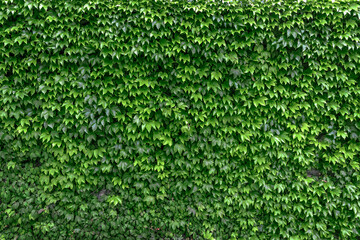Leaves wall texture background. Green Ivy wall. Natural green ivy leaves growing on the wall or fence as vertical garden can be used for background or wallpaper. An ivy-covered wall. 
