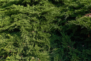 Thuja leaves in close-up on a dark background. Fresh green leaves, branches of thuja in close-up. A sprig of western thuja, an evergreen coniferous tree.