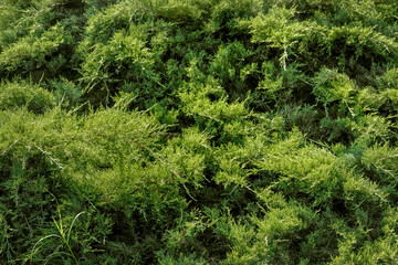 A close-up photo of a green thuja. A green hedge of thuja trees. A natural background of thuja greenery. Textured background of coniferous branches of thuja. Thuja leaves.
