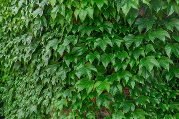 Leaves wall texture background. Natural green ivy leaves growing on the wall or fence as vertical garden can be used for background or wallpaper. An ivy-covered wall. Green Ivy wall. 