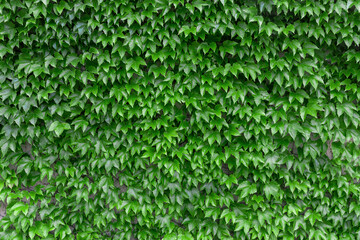 Natural green ivy leaves growing on the wall or fence as vertical garden can be used for background or wallpaper. Leaves wall texture background. An ivy-covered wall. Green Ivy wall. 