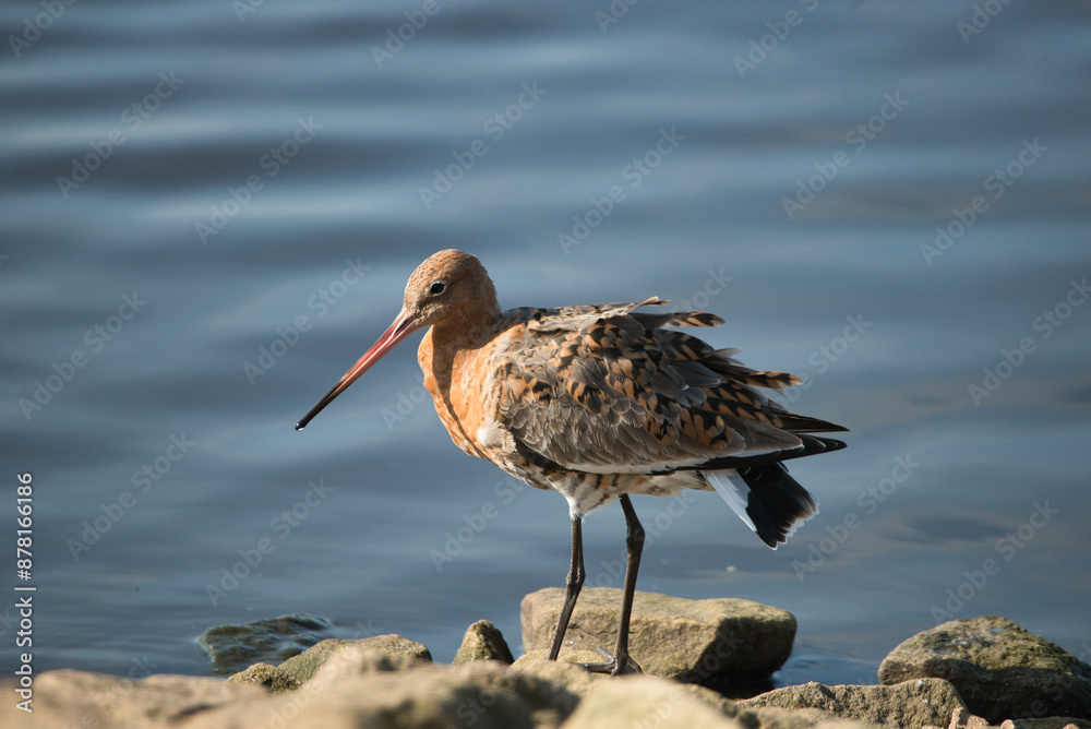 Wall mural Black Tailed Godwit